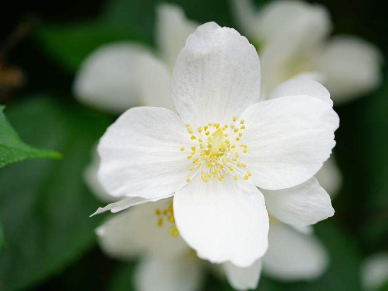 JASMIN