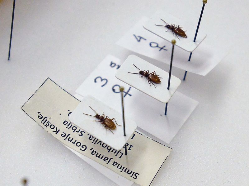insekti