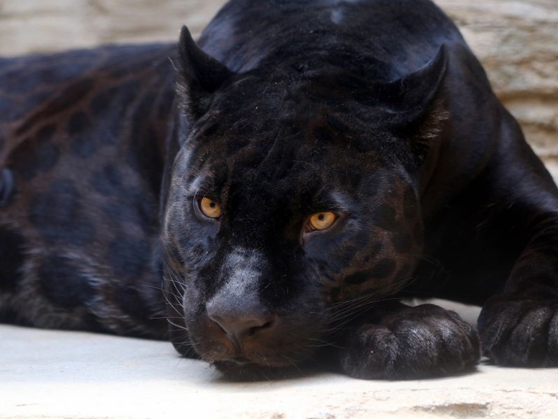 panter