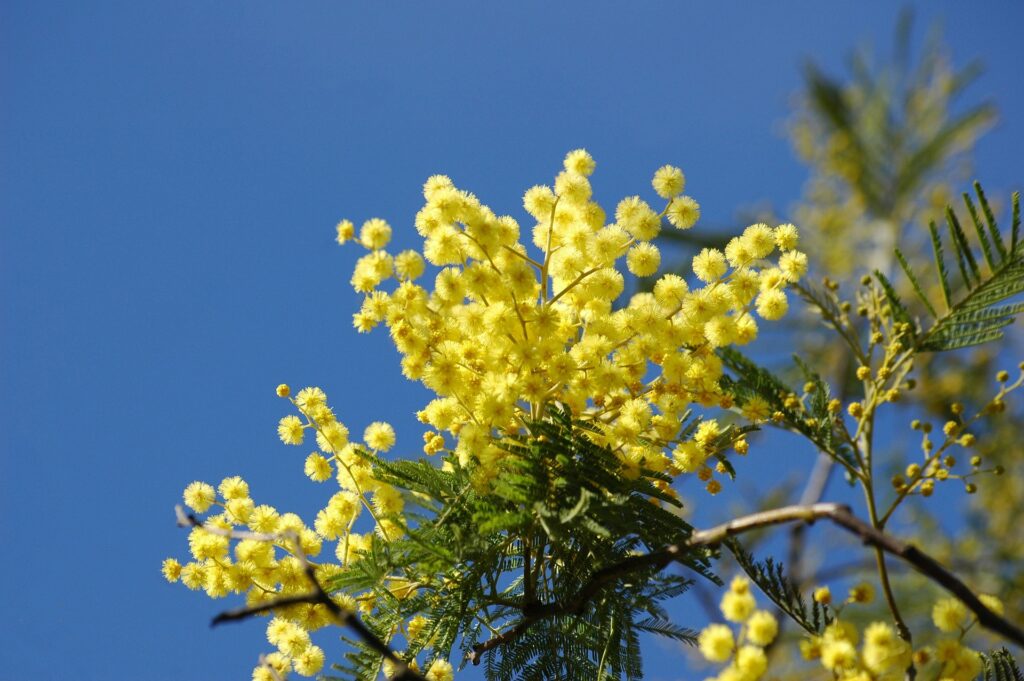 mimoza