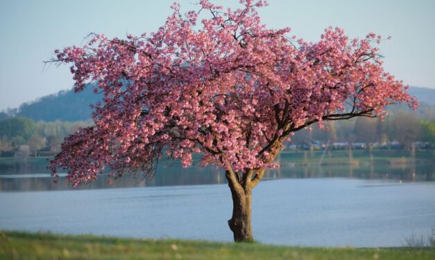 KONAČNO: Stiglo nam je proleće