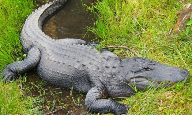 KRENUO U TOALET, ALIGATOR MU ODGRIZAO RUKU