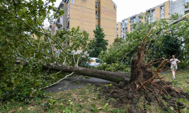 ZELENILO BEOGRAD POZIVA GRAĐANE DA SE INFORMIŠU O NADOKNADI ŠTETE