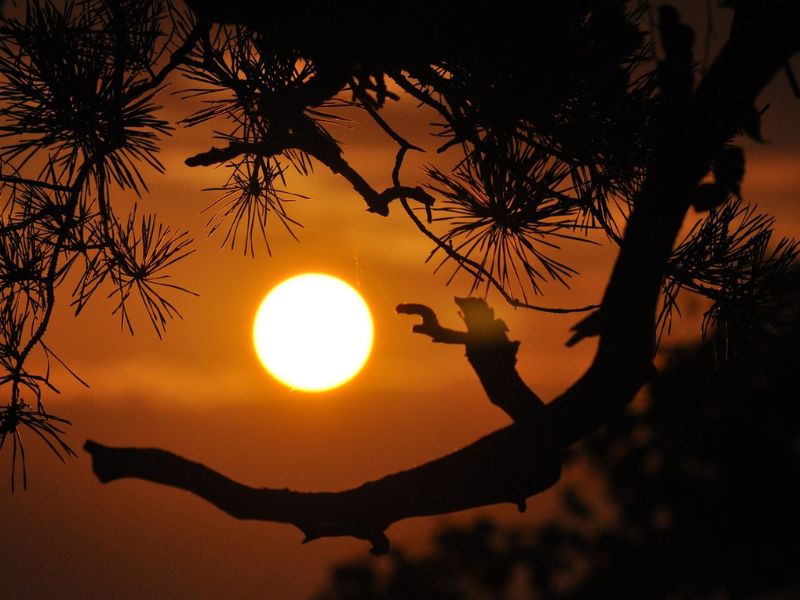sunce