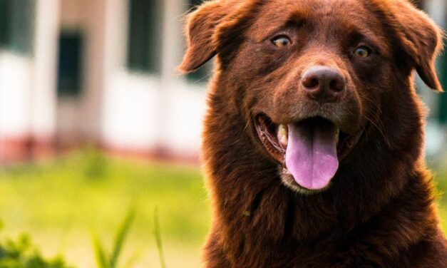 TO JE NEMAČKA: Policija zatvorila autoput, spasili psa