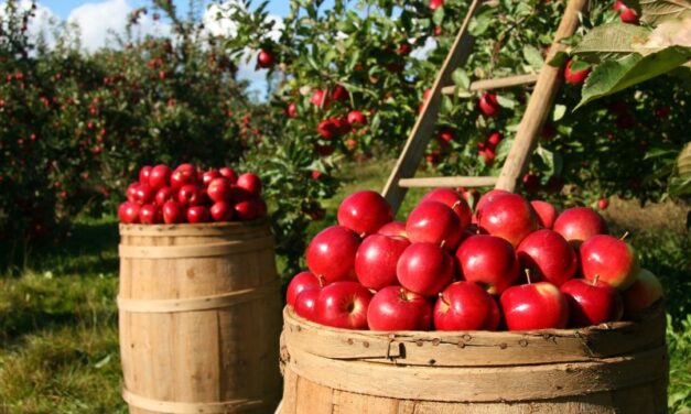 JABUKE: Mi ih bacamo, a Poljaci dominiraju!