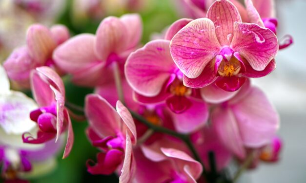 NAJLEPŠE ORHIDEJE: Ovo su saveti