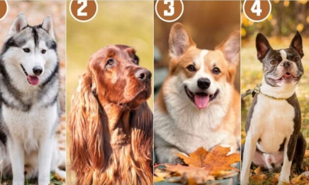 Veterinar otkriva kojih 5 rasa pasa nikada ne bi imao