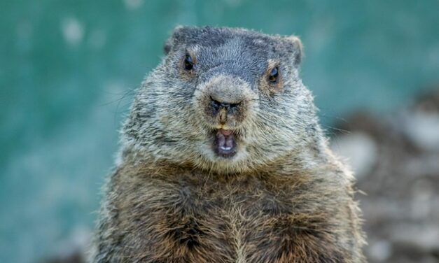 MRMOT ODLUČIO PRE MEDBEDA: Zima će potrajati