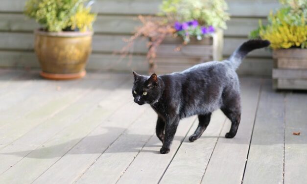 Drugi petak trinaesti od početka godine, DA MOGUĆE JE